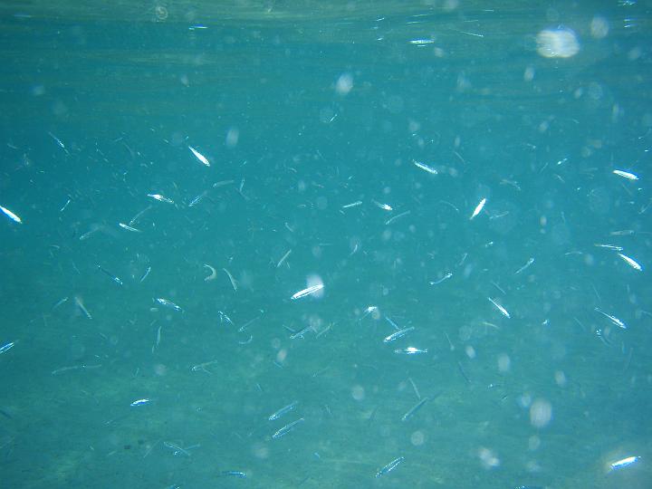 Anaconda hp 125.jpg